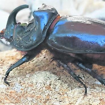 Der Nashornkäfer, ein schwerer Brummer - Ein Männchen des bis zu vier Zentimeter grossen und in der Schweiz vom Aussterben bedrohten Nashornkäfers. FOTO: BERT INÄBNIT