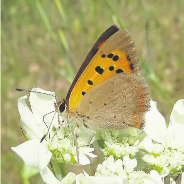 Sommer – Sonne – Schmetterlinge... - Der Kleine Feuerfalter fliegt von Mitte April bis Ende Oktober und gehört zur Grossfamilie der Bläulinge. FOTOS: BERT INÄBNIT