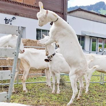 Für jeden Marktbesuchenden ein Lieblingskäse - Die heimlichen Stars am Alpkäse- und Glockenmarkt in Saanen.
