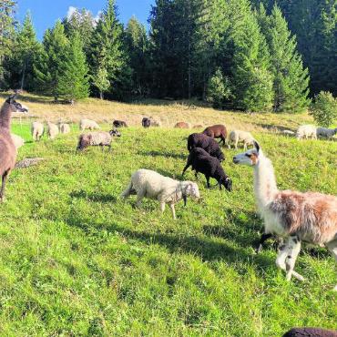 Obacht: Benji und Ari wachen über ihre Herde - Stets ein wachsamer Blick: Benji und Ari bei der Arbeit. FOTO: ZVG