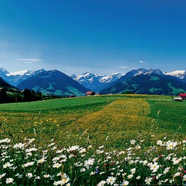 Wie viel Biodiversität braucht das Land? - Eine biodiverse Wiese ist nicht nur schön zum Anschauen, sondern ernährt auch viele Tierarten. FOTO: FRANK MÜLLER