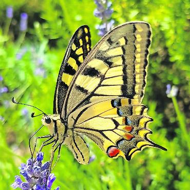 Allerlei Wunderbares im eigenen Garten - Der Schwalbenschwanz ist unser grösster und einer der schönsten einheimischen Tagfalter. FOTOS: BERT INÄBNIT, SCHÖNRIED