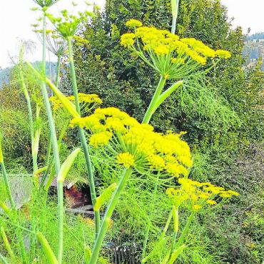 Allerlei Wunderbares im eigenen Garten - Fenchel ist nebst Dill und Rüeblikraut die Leibspeise der Schwalbenschwanz-Raupen.
