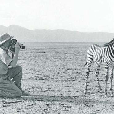 Gefährlich nahe an wilden Tieren - …Jacques Naegeli, der 1938 in Kenia ein junges Zebra fotografierte. FOTO: ZVG