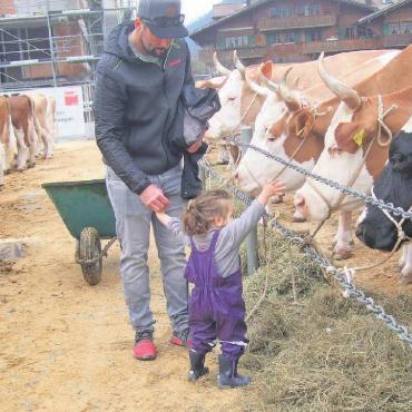 Jubiläum: 130 Jahre Viehzuchtgenossenschaft Saanen - Geduldig warten Kühe der Rassen Swiss Fleckvieh, Holstein, Red Holstein und Simmental, bis sie an der Reihe sind. FOTOS: VRENI MÜLLENER