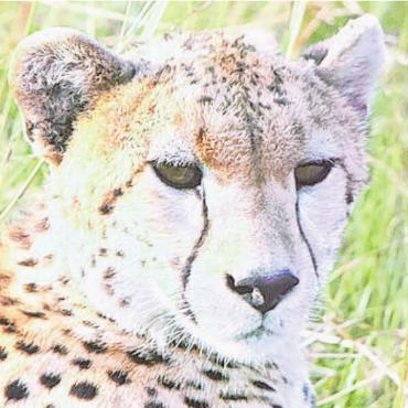 Besuch in der Heimat von Leopard und Jaguar - Eine wunderbare Nahaufnahme einer Raubkatze.