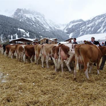Gsteiger Viehzüchter trotzen erfolgreich dem April und seinem Winterwetter