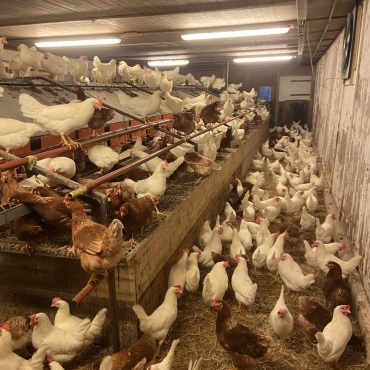 Saaner Hühner nicht durch Vogelgrippe betroffen