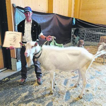 Verdiente Missen und Mister an der Ziegenamtsschau - Peter Frautschi ist sichtlich stolz auf seinen Bock Diego, der den Titel Mister Junior ins Saanenland holte.