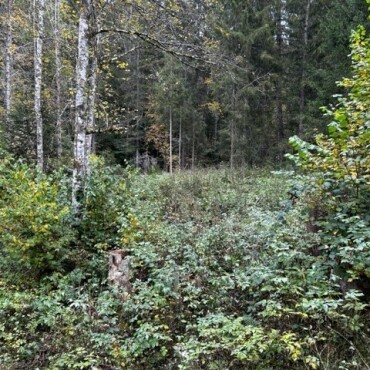 Für Bergmolche, Frösche, Kröten und Libellen - An dieser Stelle im Tragslibon soll im nächsten Frühling ein Waldbiotop installiert werden. (Foto: zvg)