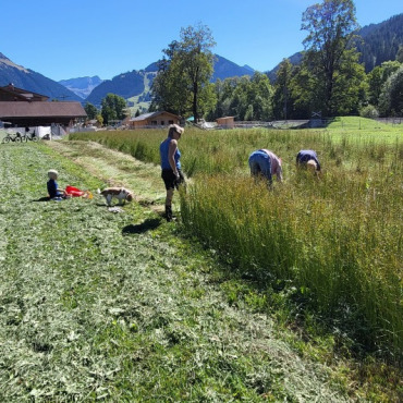 Der Bergflachs ist nach harter Arbeit gerauft