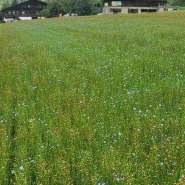 Der Bergflachs ist nach harter Arbeit gerauft