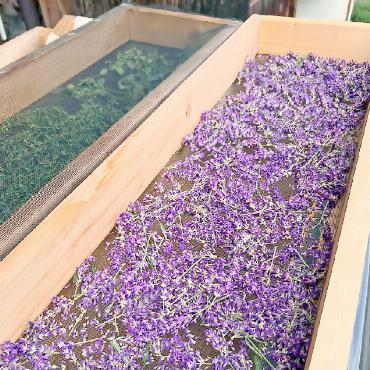 Teekräuteranbau auf dem Eggli: Jungunternehmer verwirklichen sich - Nicht in der Provence, sondern auf dem Gstaader Eggli wird Lavendel zu Tee verarbeitet.