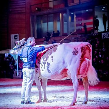 Agent Elegance von Gobeli Holstein, Saanen, wird Miss BEA