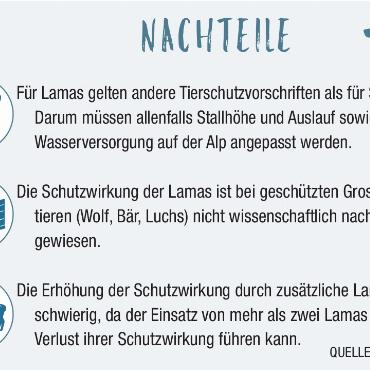 Obacht: Benji und Ari wachen über ihre Herde