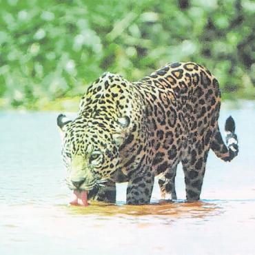 Besuch in der Heimat von Leopard und Jaguar - Wer genügend Geduld aufbringt, ist glücklich, wenn er einen trinkenden Leoparden fotografieren kann.