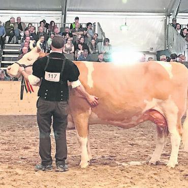 Die Besten der Besten an der Eliteschau - Achill Sindi von Johann und Matthias von Grünigen, Turbach. FOTO: ZVG