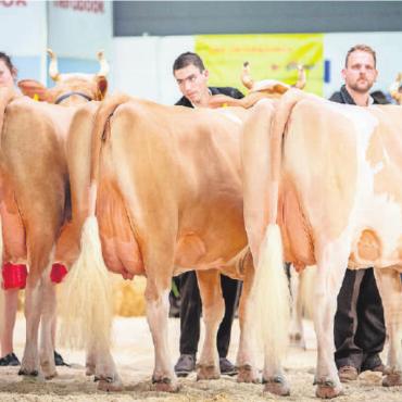 Züchter aus dem Saanenland konnten mit der Konkurrenz mithalten - Die Gruppe aus dem Stall von Ueli Bach aus dem Turbach schaffte es bis ins Finale. Am Schluss reichte es für den guten vierten Rang. FOTO: CÉLINE OSWALD