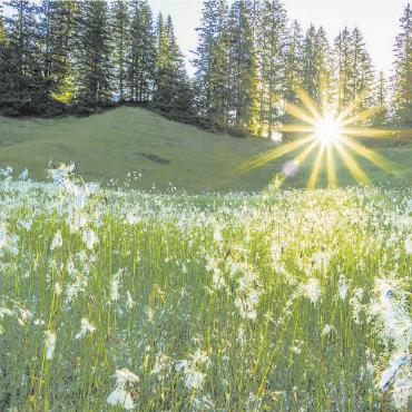 LESERBILDER - Alpwiese bei Sonnenaufgang. FOTO: JAN FURLER, BUBENDORF