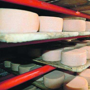«Schoggi oder Chäs?» - Rund und reif: der Bergkäse.