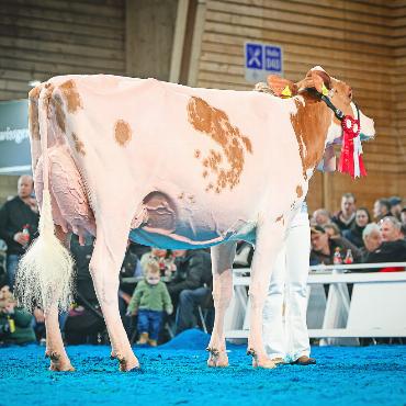 Erfolgreiche Saaner Züchter an den nationalen Ausstellungen - Gobelis Power Faida von Gobeli Holstein und Zingre Erich, Saanen.