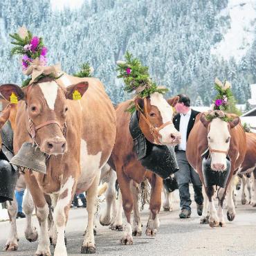 Jahresrückblick 2024 – Kultur, Gesellschaft und Umwelt: Vieles hat sich bewegt - Eine Züglete im Winter? Klar, und zwar am 100-Jahr-Fest des Viehzuchtvereins Gsteig. FOTO: SELINAPHOTOGRAPHY.CH