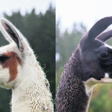 Obacht: Benji und Ari wachen über ihre Herde - Ari (links) und Benji sind zwei Lamawallache aus dem urnischen Bristen. FOTOS: JOCELYNE PAGE