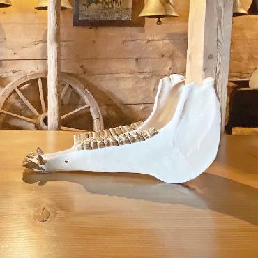 Zwischen Zartschmelz und Zerstörung: «Pow(d)er» in Gstaad - Bei Pavel Aguilar wird der Kieferknochen eines Esels zur vergoldeten Quijada, einem traditionellen Perkussionsinstrument, das auf koloniale Extraktion und eine Geschichte von Ausbeutung verweist.