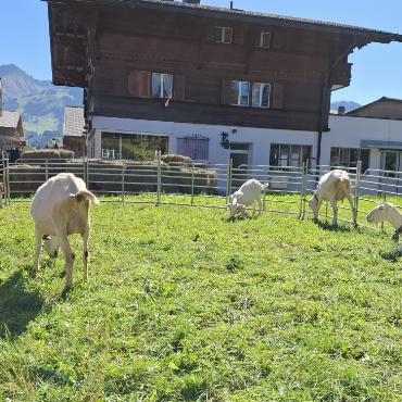 Ein stimmungsvolles, «ärdeschöns» Wochenende in Saanen