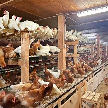 Eierproduktion auf Stand-by – neue Lösung gesucht