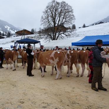Ein guter Grund zum Feiern – die 10. Rinderexpo Saanenland