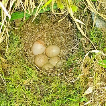 Das Rotkehlchen ist Vogel des Jahres 2025 - Im Gras verborgenes Rotkehlchennest mit fünf Eiern.