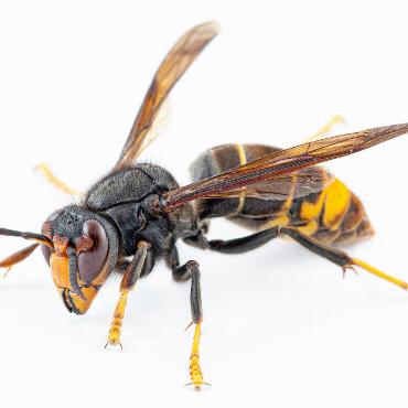 Asiatische Hornisse, Teil 2: Kanton bittet um Mithilfe - Die als invasive gebietsfremde Art eingestufte Asiatische Hornisse mit ihren charakteristischen gelben Beinen. FOTO: ADOBE STOCK