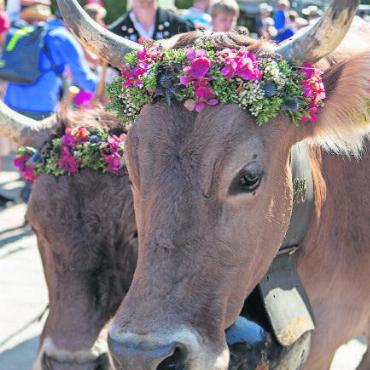 Von der Alp ins Dorf: Fotostrecke Gstaad Züglete 2023 - Ein Blumenkrönchen.