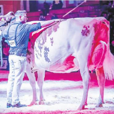 Grosse Erfolge an der Expo Bulle - Elegance von Alex Gobeli, Championskuh Red Holstein Senior.