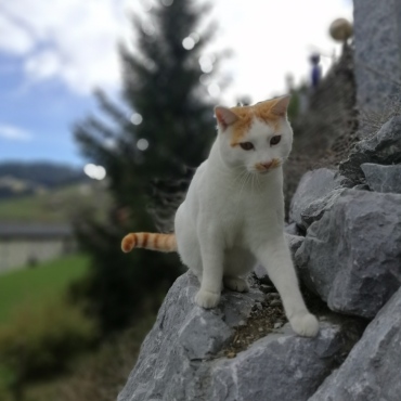 Auch bei Haustieren: Fahrerflucht kann teuer werden - Kater Bailey wurde in unserer Region von einem Auto angefahren und tödlich verletzt. Die fahrzeuglenkende Person hat Fahrerflucht begangen und das Tier seinem Schicksal überlassen. (Foto: zvg)