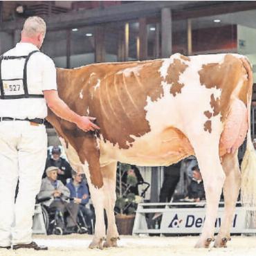 Grosse Erfolge an der Expo Bulle - Les Adoux Jordy Evergreen von Lorenz Bach, Championskuh Red Holstein Junior.