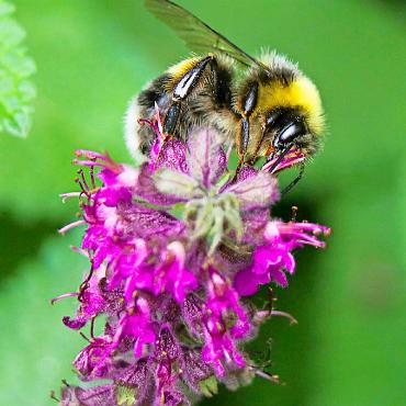Ökologische Aufwertungen bringen mehr Bienen zurück in den Wald - Dank ökologischer Verbesserungen finden Wildbienen mehr Nahrung. FOTO: UNSPLASH