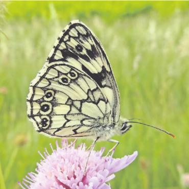 Sommer – Sonne – Schmetterlinge... - Schachbrettfalter haben sich dieses Jahr fast invasionsartig verbreitet und sind überall anzutreffen.