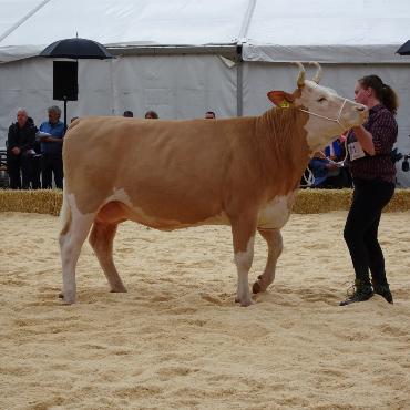 Starke Simmentaler, ausgeglichenes Swiss Fleckvieh und Top-Red-Holstein- und Holsteinkühe