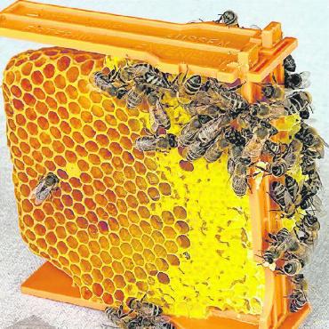 Zu Besuch bei den fleissigen Bienen - Aus diesen kleinen Waben wird die Königin gezogen.