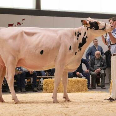 Drei Titel für die Saaner Viehzüchter - Juniormiss Red Holstein/Holstein: Gobelis Arrow Priscilla von Gobeli Holstein, Saanen.
