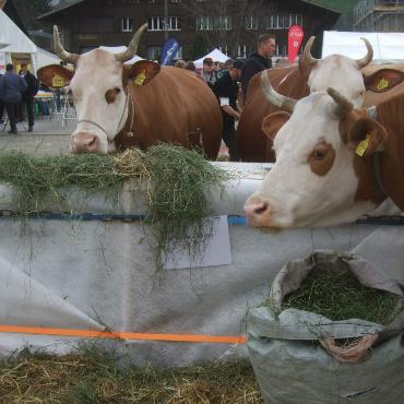 Starke Simmentaler, ausgeglichenes Swiss Fleckvieh und Top-Red-Holstein- und Holsteinkühe