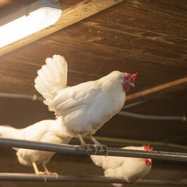 Glückliches Huhn, leckeres Ei