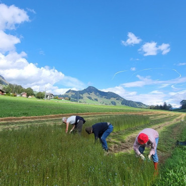 Der Bergflachs ist nach harter Arbeit gerauft