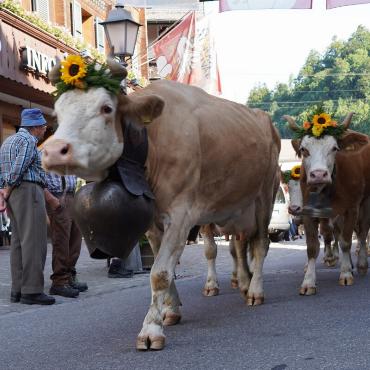 «Kuhlness» in Gstaad