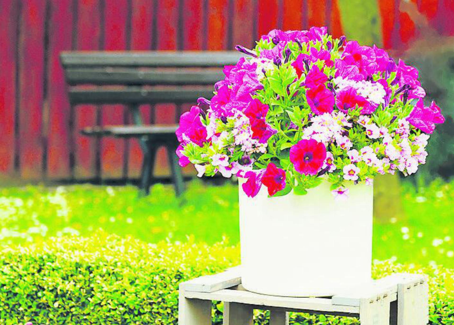 Dieses Wochenende ist bei Blumen Stricker Saisoneröffnung «Beet und Balkon». FOTO: ZVG