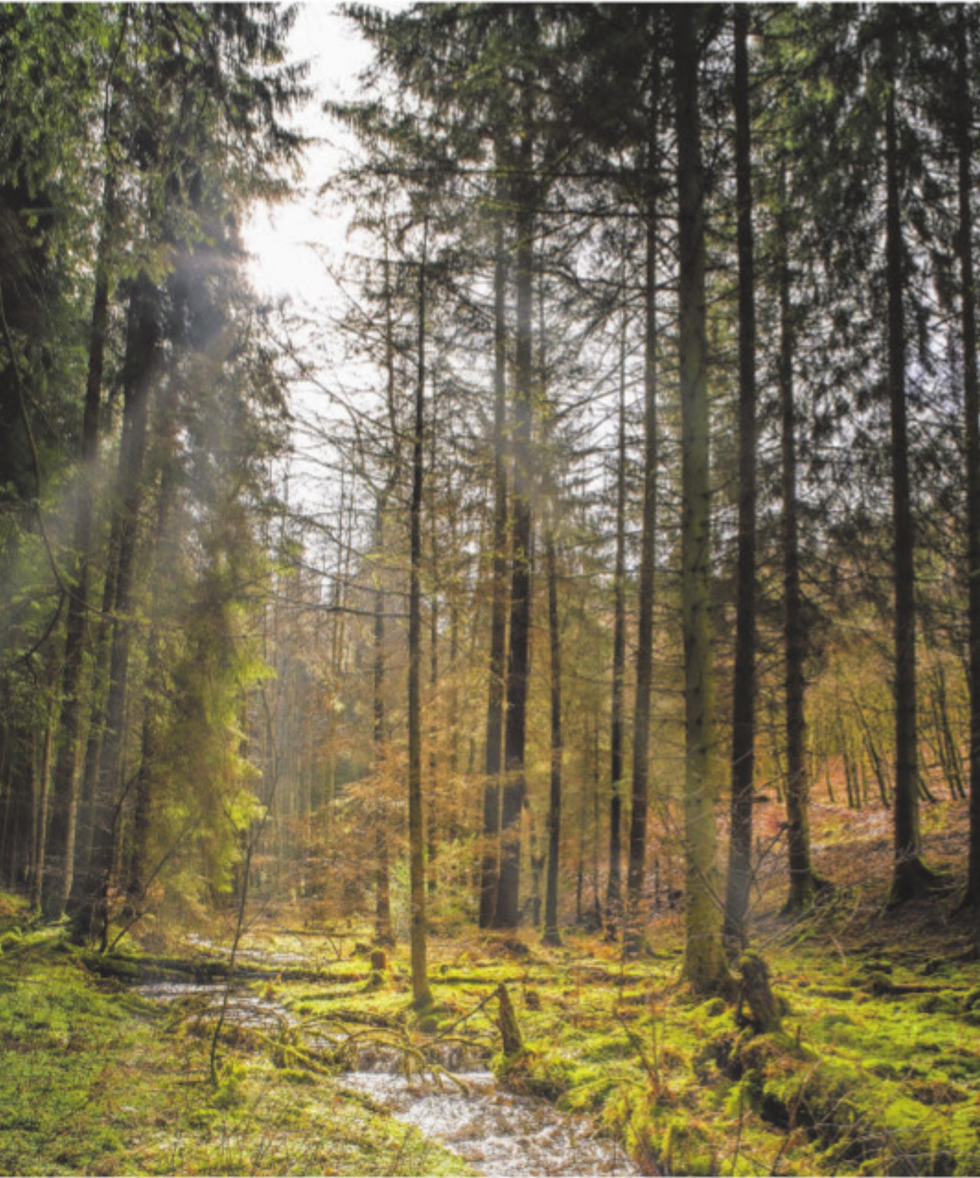 Wildeinfluss im Kanton nimmt weiter zu - Das Bild wird blockiert. – Möglicherweise durch einen aktiven Adblocker.