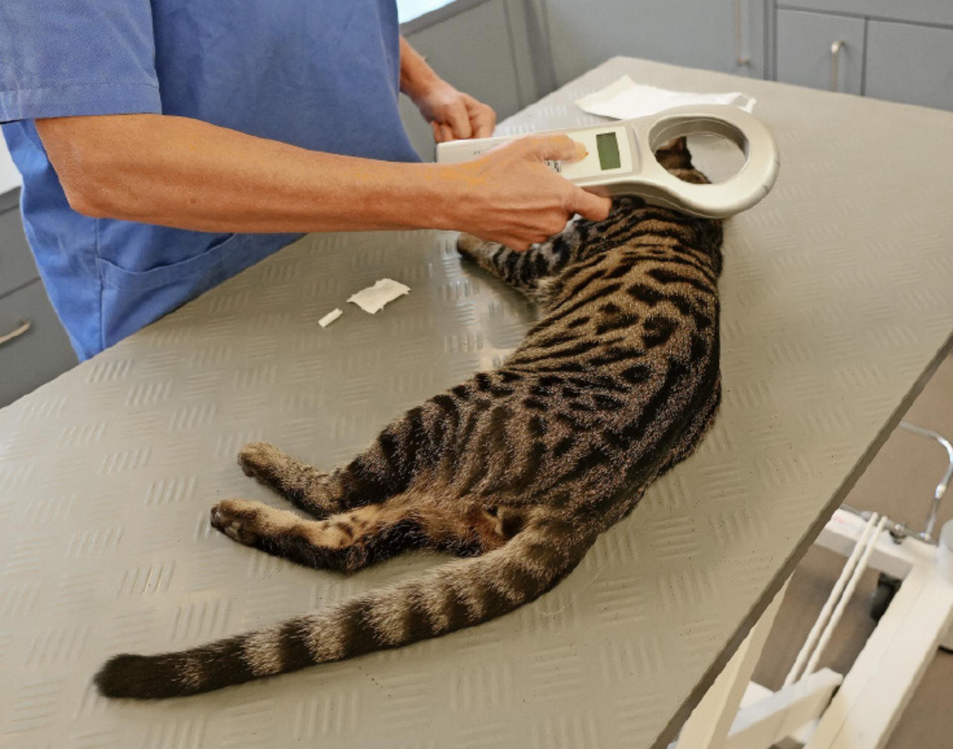 Was ein kleiner Chip bewirken kann - Das Bild wird blockiert. – Möglicherweise durch einen aktiven Adblocker.