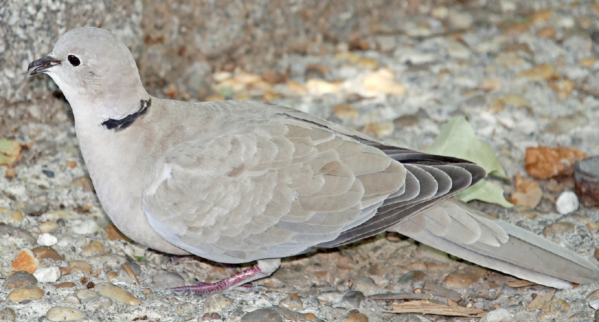 Die Türkentaube, ein gefiederter Neuzuzügler in Schönried - Das Bild wird blockiert. – Möglicherweise durch einen aktiven Adblocker.